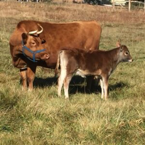 How to make Biodynamics work better - Agriculture Seminar (2013)